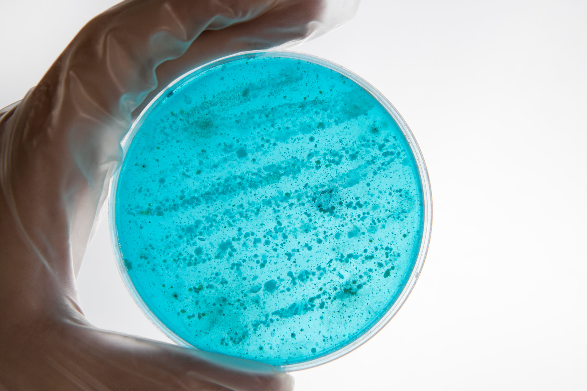 Mikrobiologia